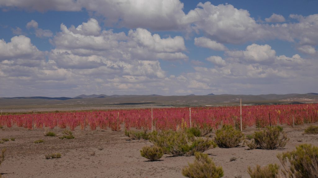 Champ de quinoa