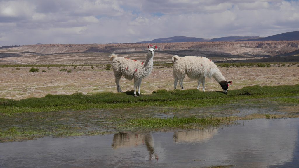 La pause déjeuner bien accompagnée