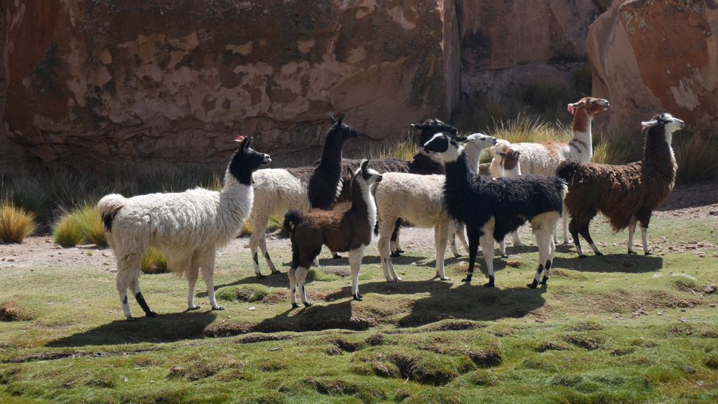 uyuni-j3-lamas-laguna-negra