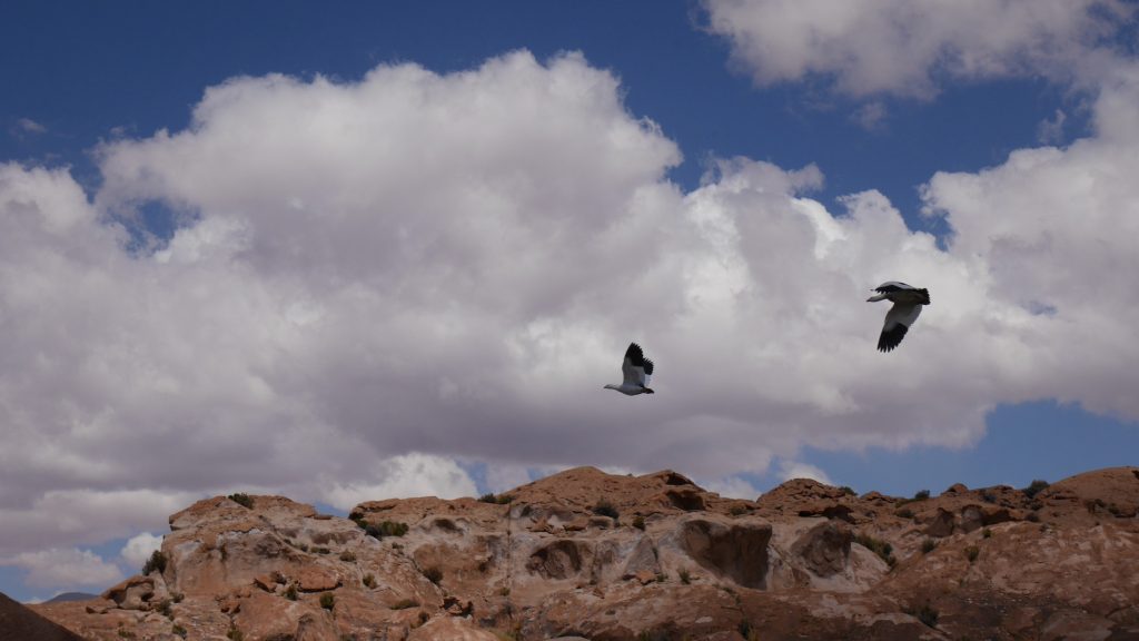 Des oiseaux typiques dont j'ai oublié le nom