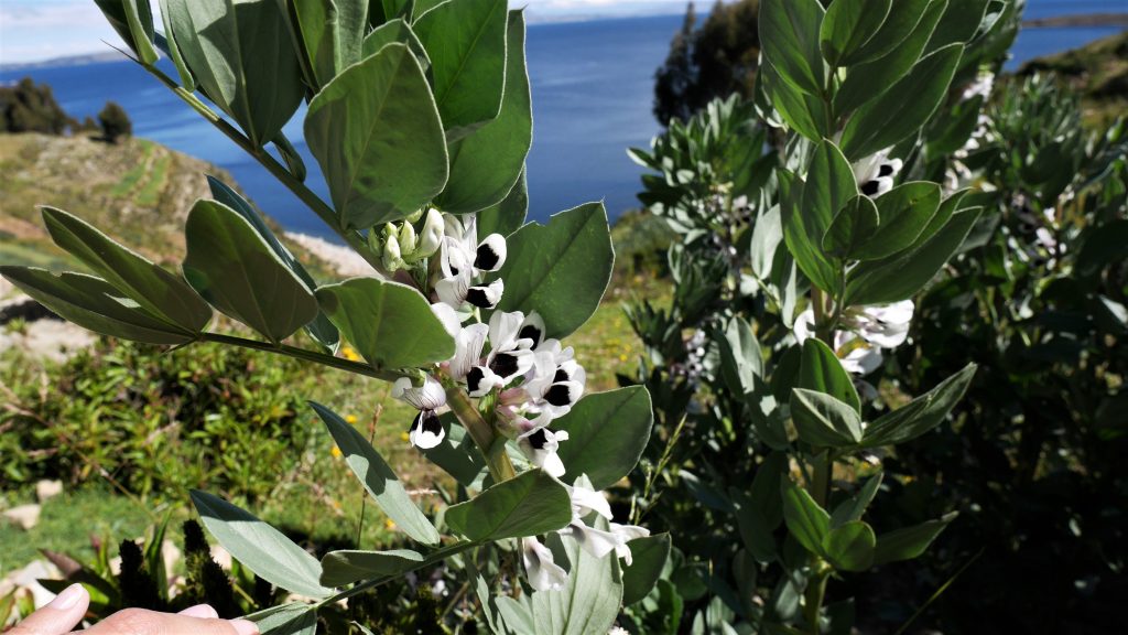 La fleur de habas (haricot), très agréablement odorante
