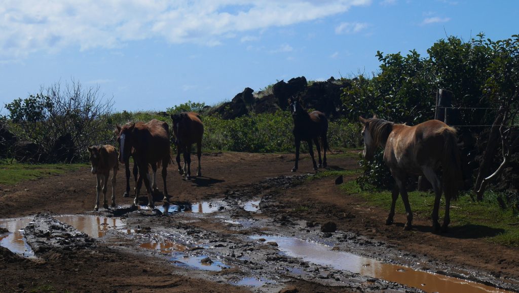 Chevaux presque sauvages