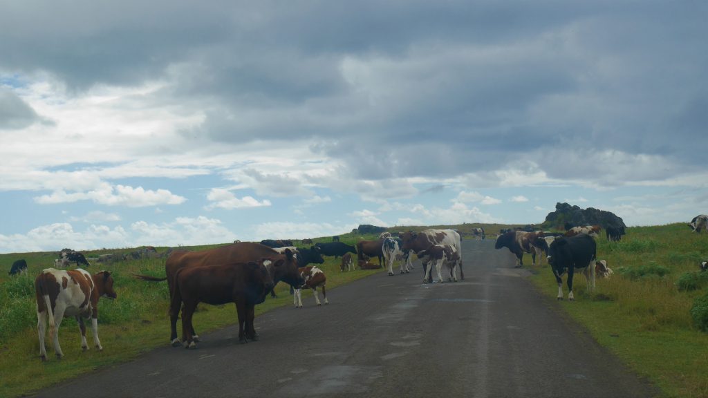 Vaches sur la route