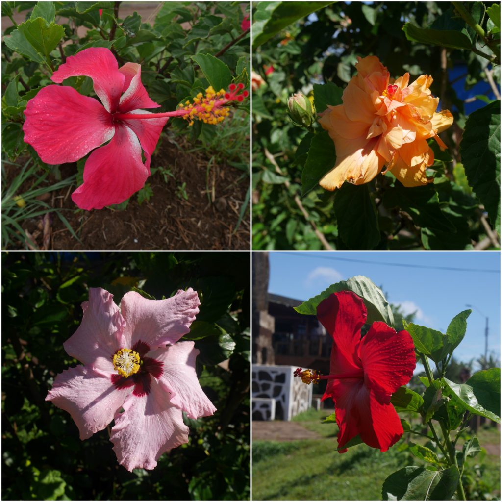 Extrait des nombreux hibiscus de l'île
