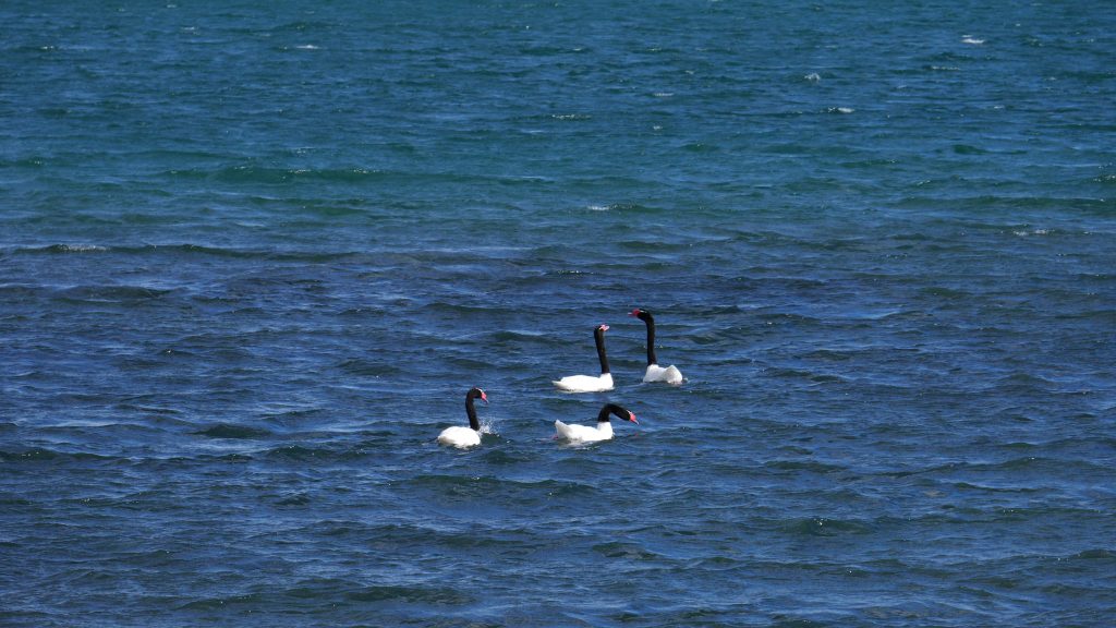 Cygnes à cou noir