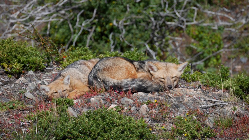 Une renarde et son petit