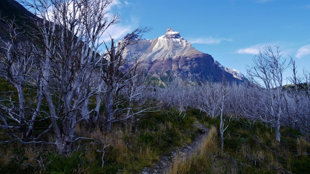 une forêt d'arbres blancs