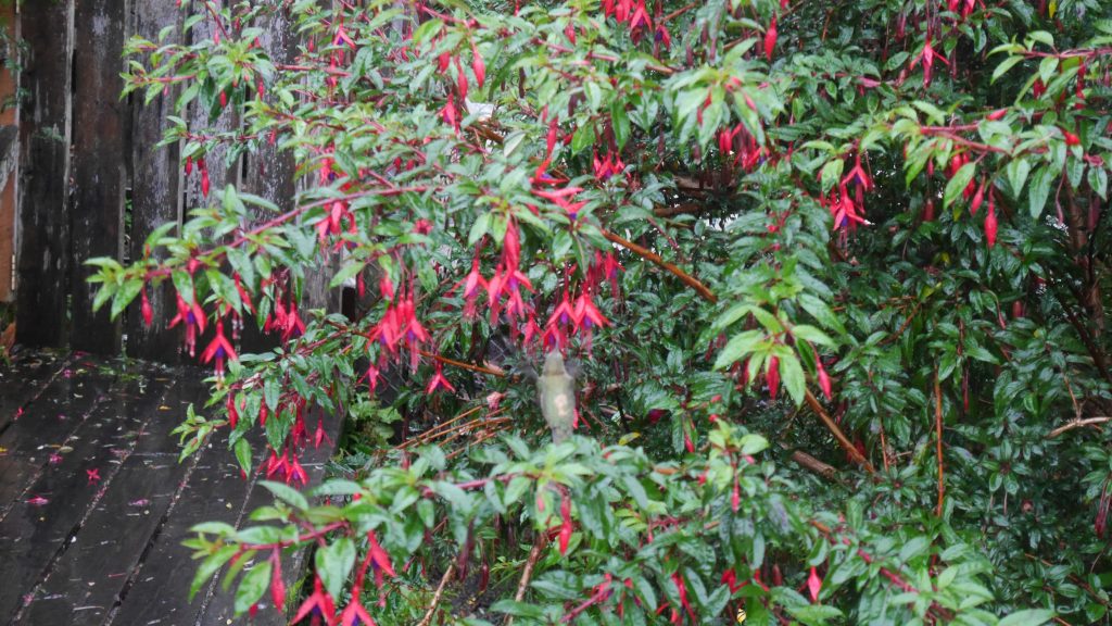 Un colibri (cherchez bien !)