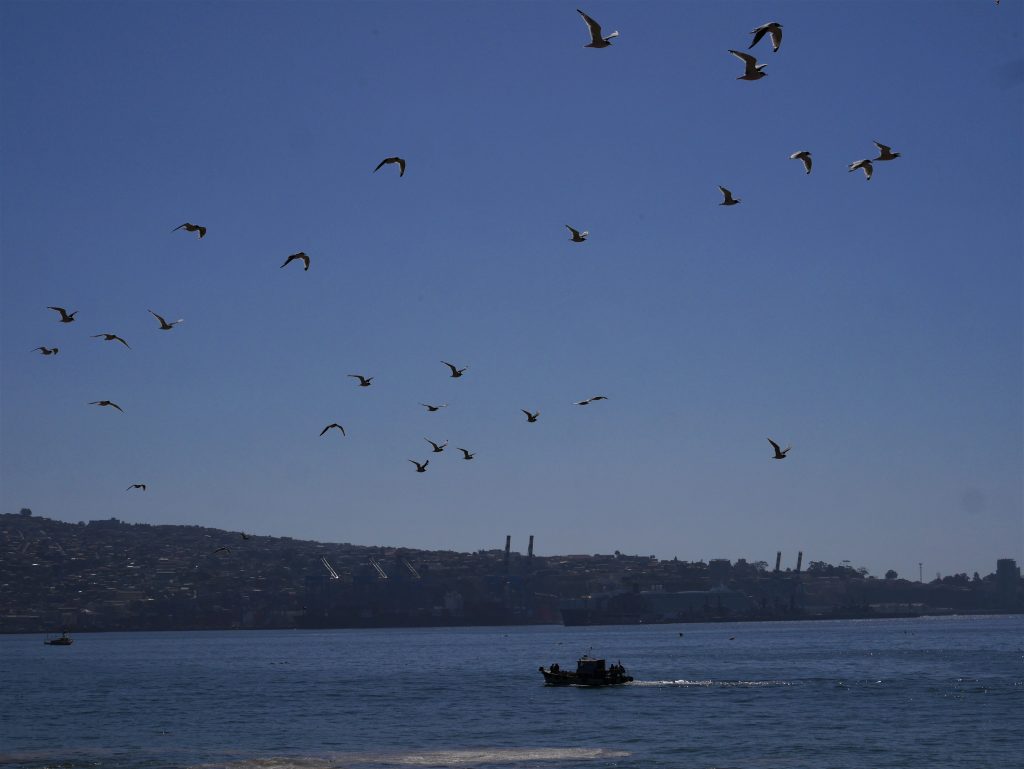 Mouette et Valparaiso au loin