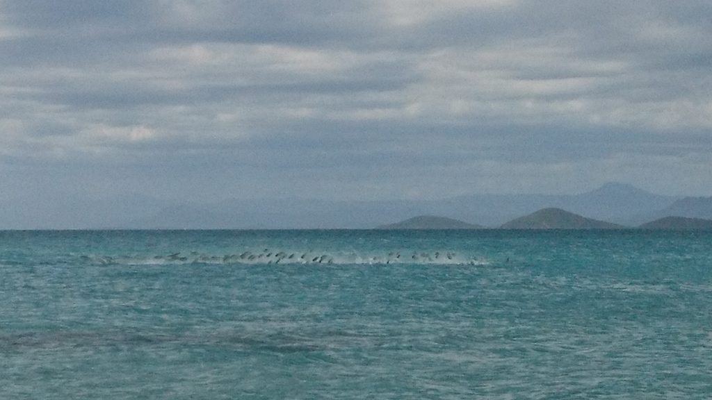 Des poissons volants au loin