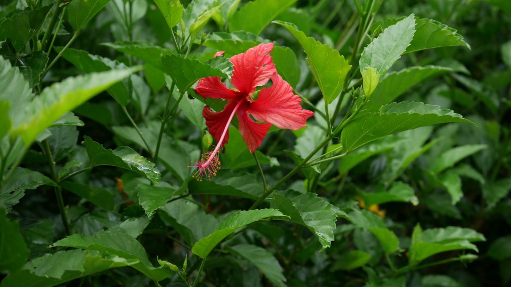 Un hibiscus