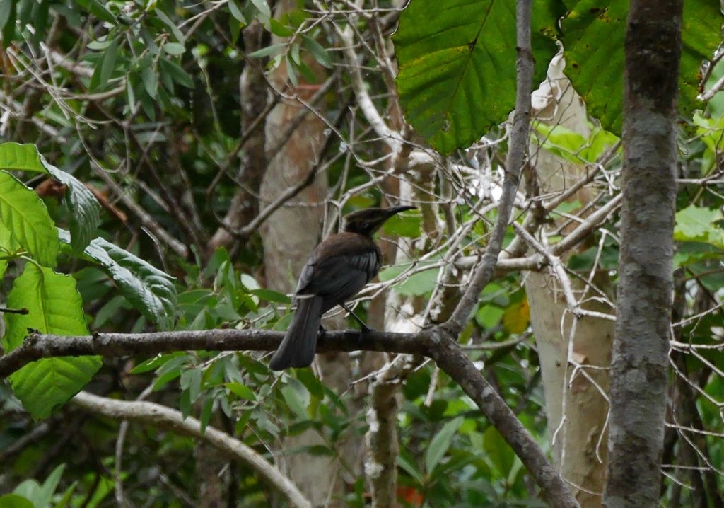 Un oiseau dans le parc