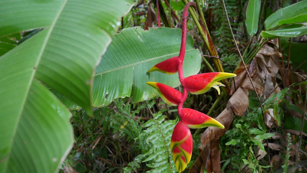 grande-terre-j2-fleur