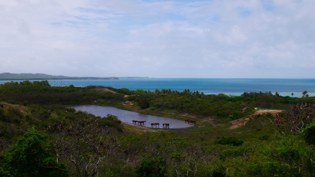 Les chevaux sauvages s'abreuvent