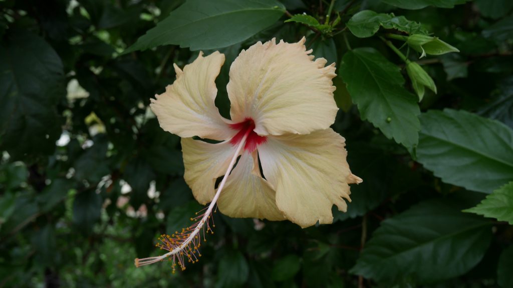 grande-terre-j4-hybiscus-jaune