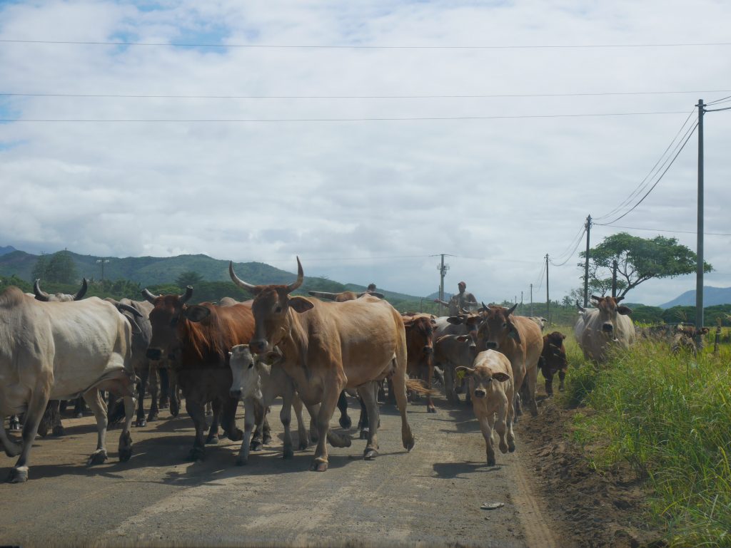 Au milieu du troupeau