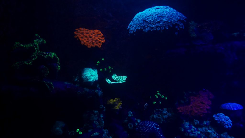 Des coraux fluo à l'aquarium