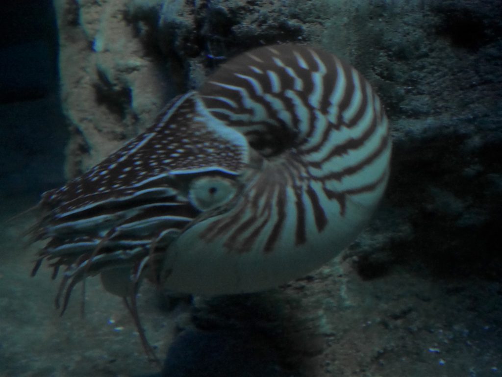 Un vrai nautile à l'aquarium