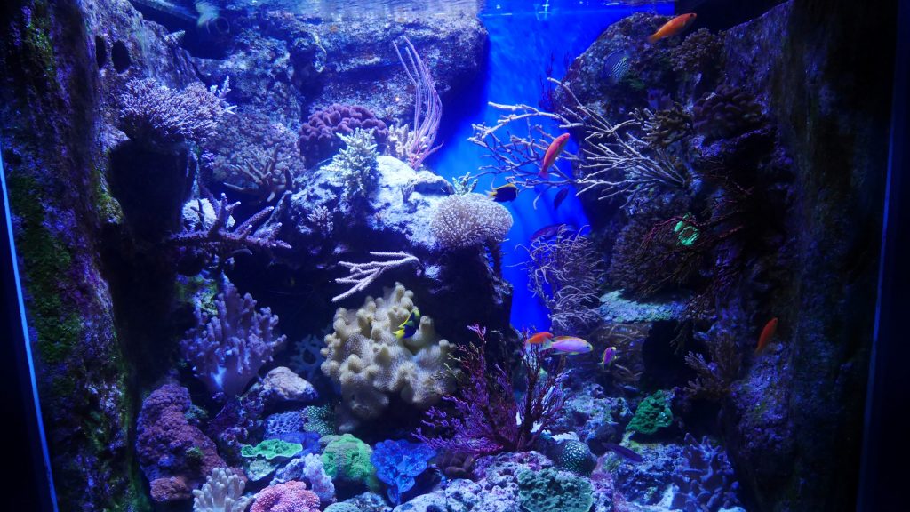 Quelques poissons à l'aquarium