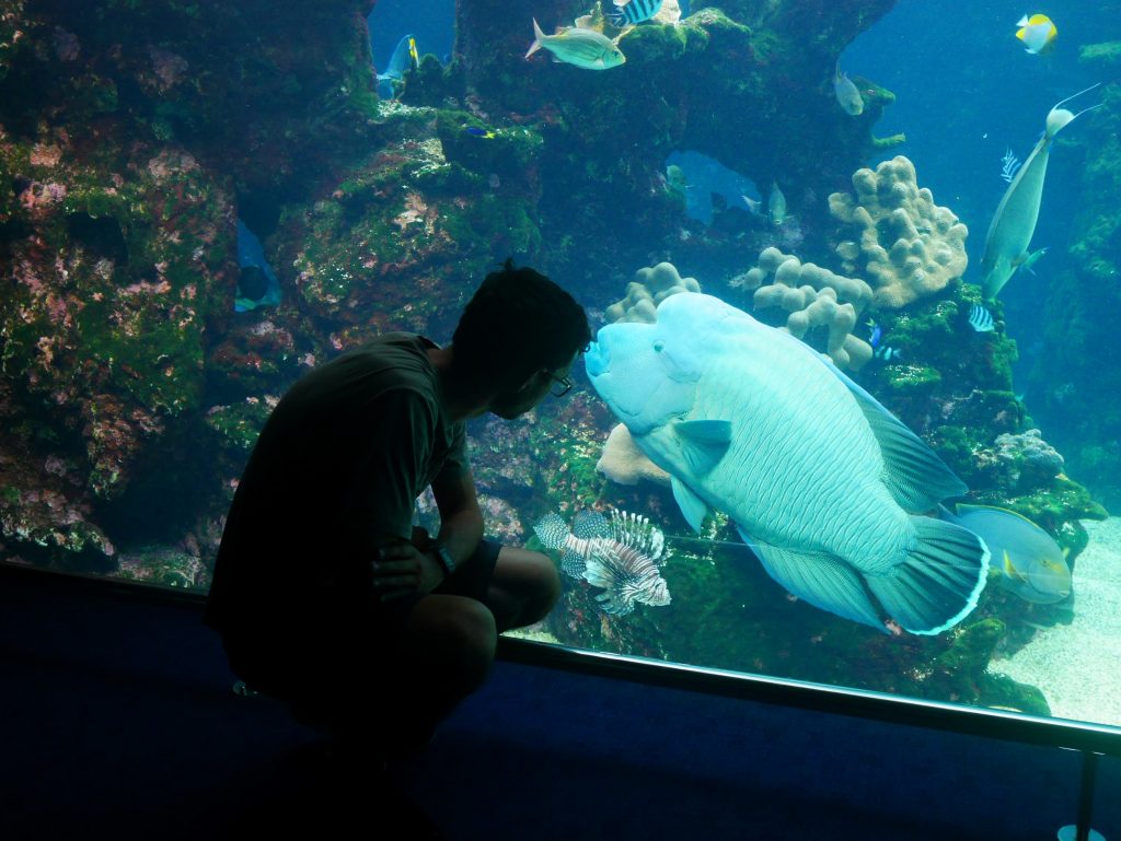 Un très gros poisson à l'aquarium