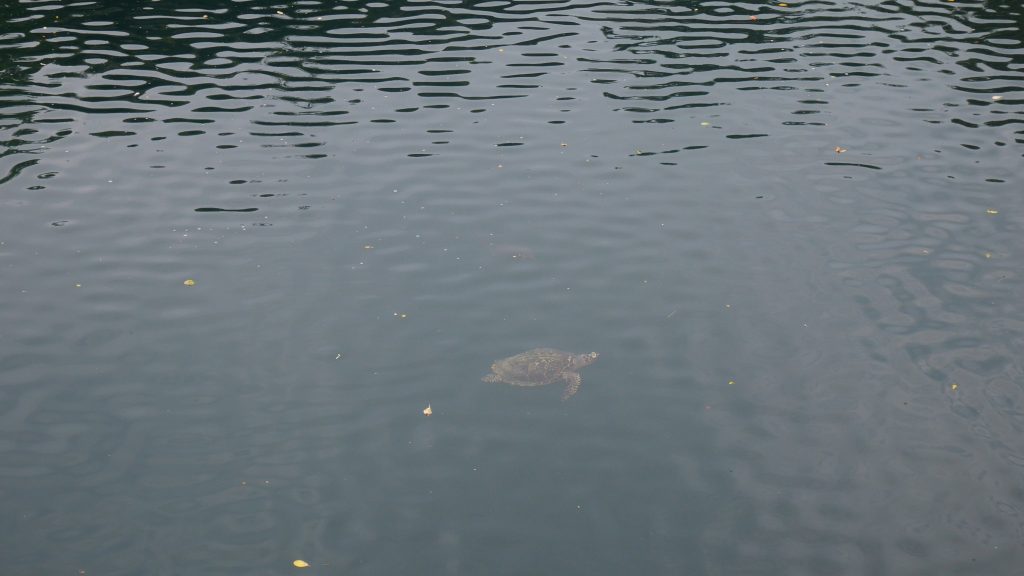 Une tortue dans le trou du même nom