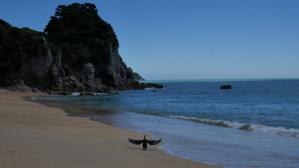 Un cormoran sèche sur la plage