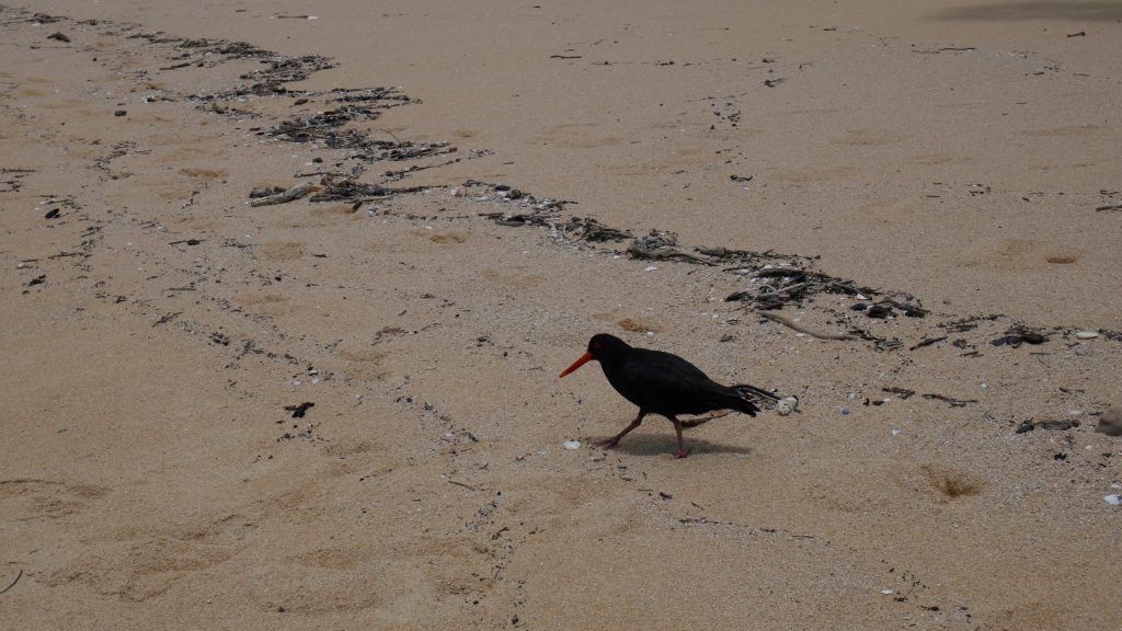 Un huîtrier sur la plage