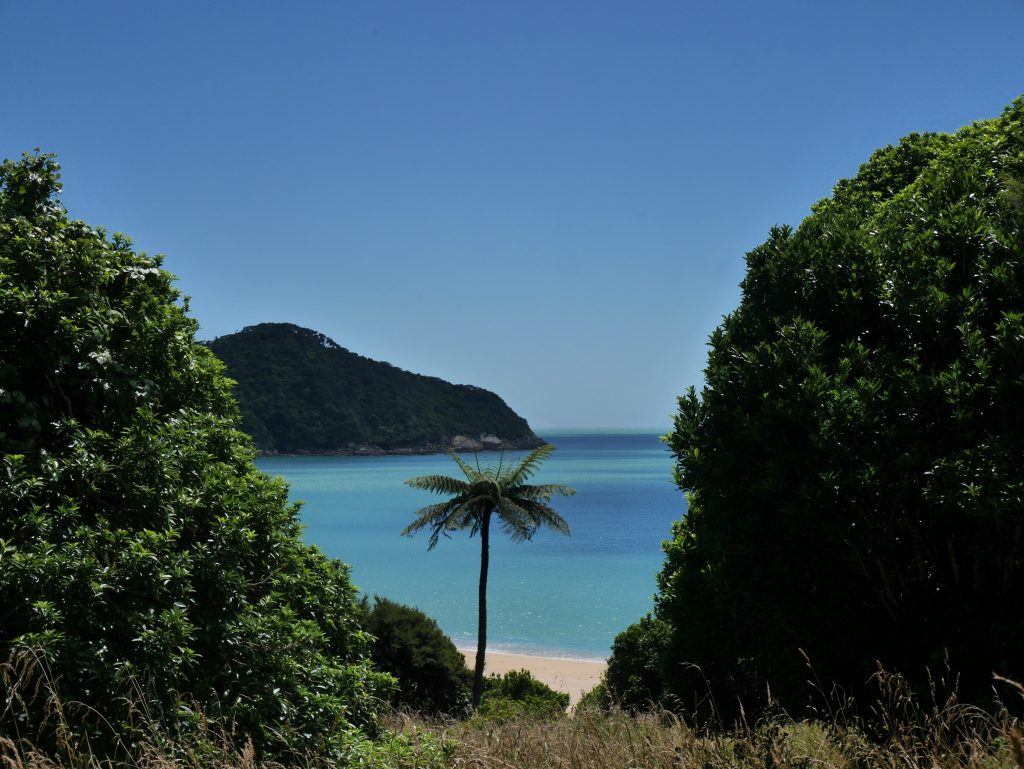 On croirait voir un cocotier