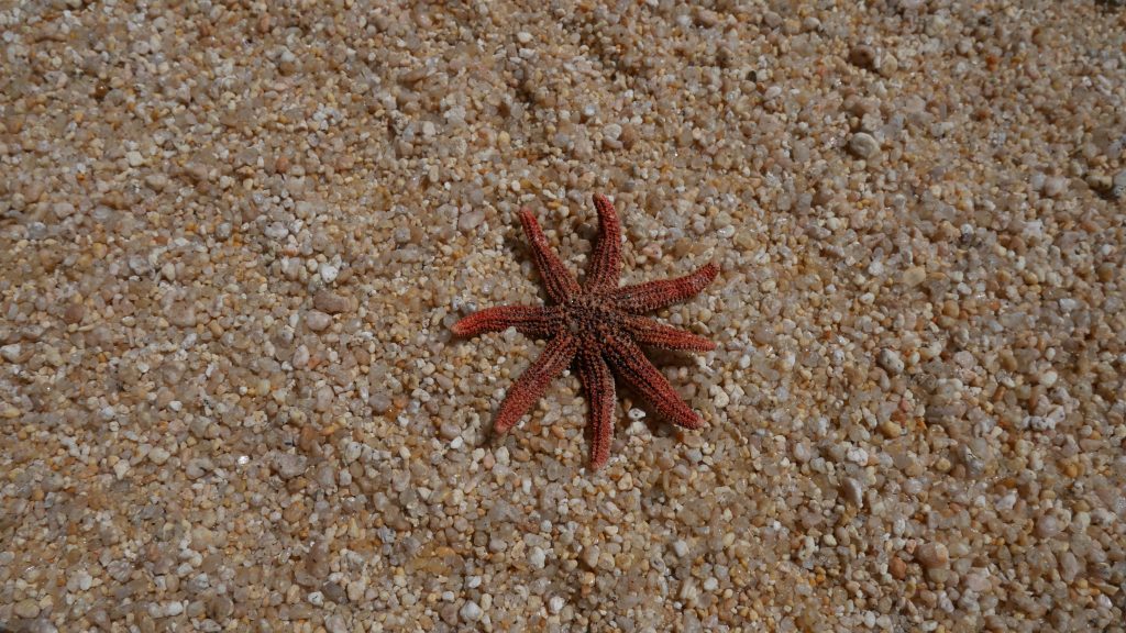 Etoile de mer