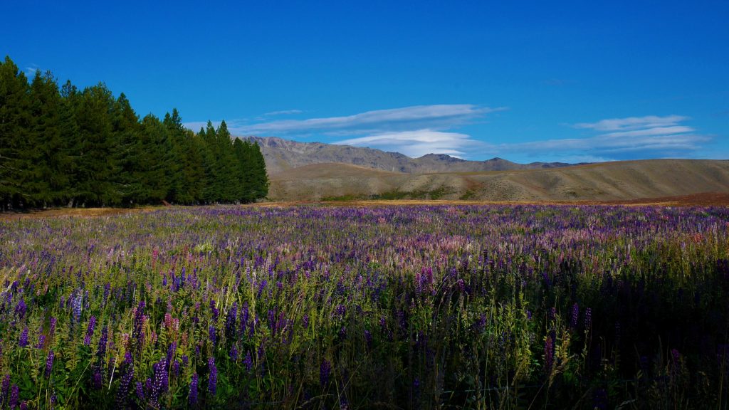 Notre premier champ de lupin