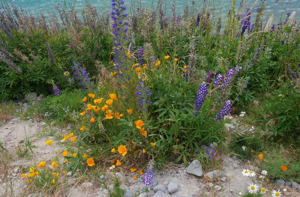 Des fleurs des champs