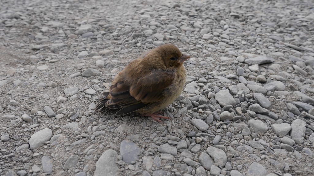 Un moineau pas peureux