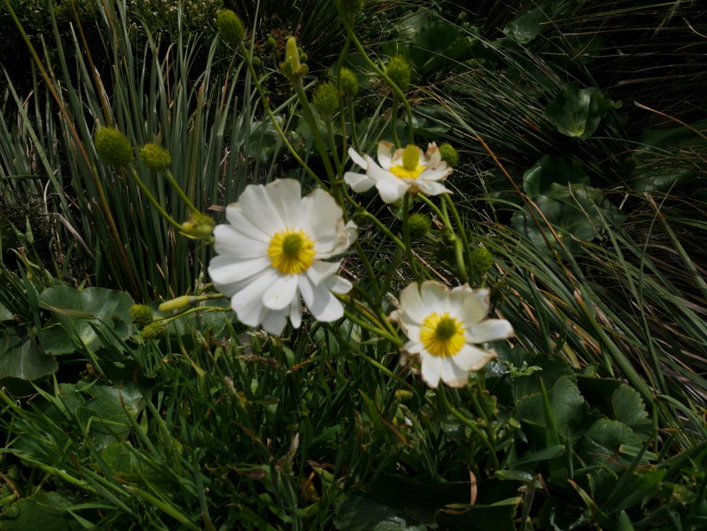 Fleurs blanches sur la route