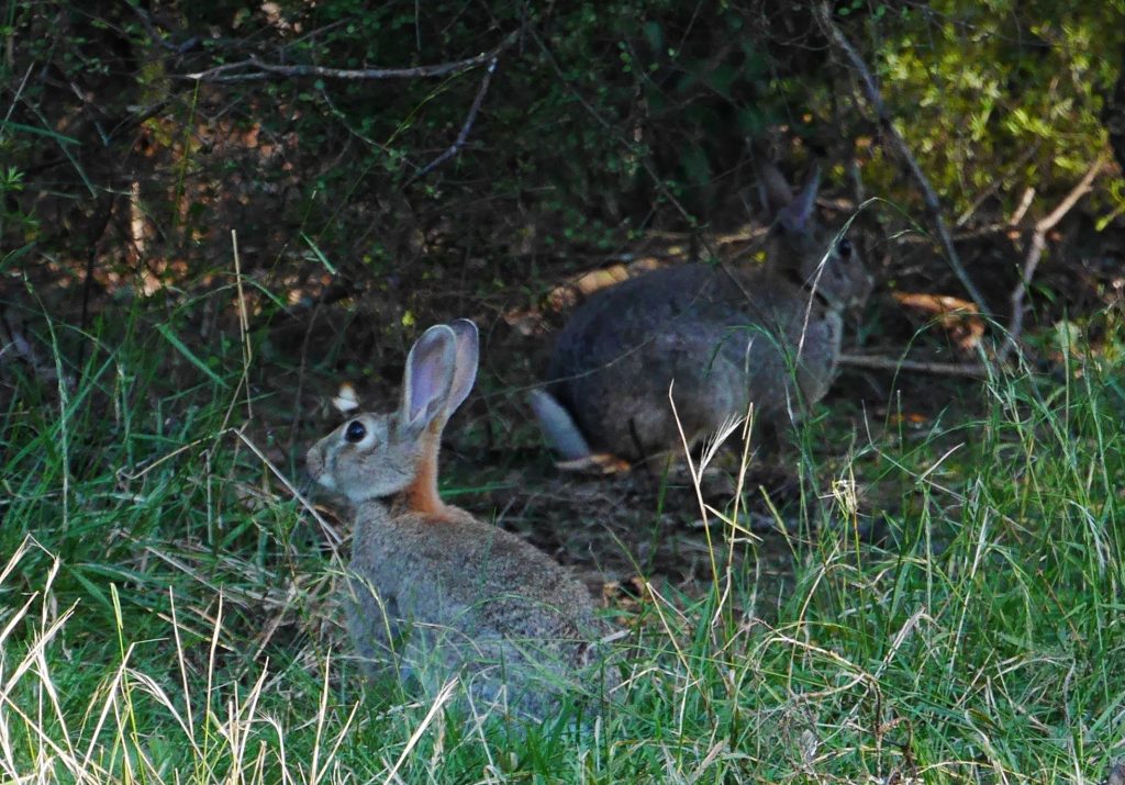 Nos compagnons pour la nuit