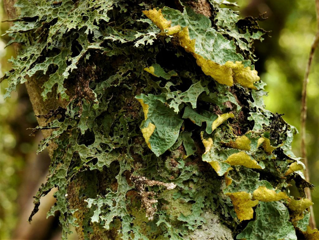 Lichen