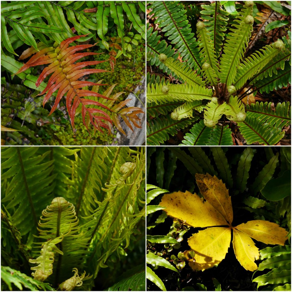 Quelques fougères et plantes