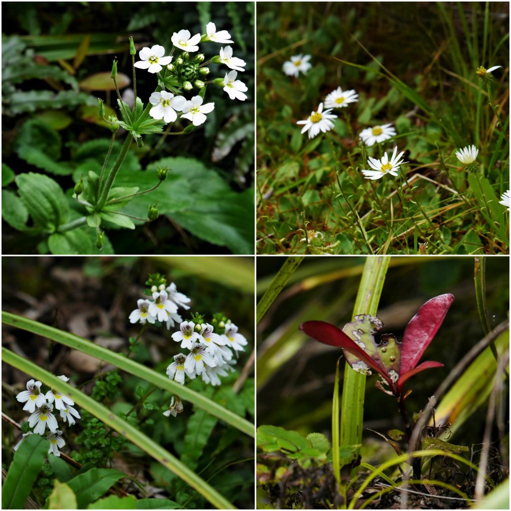 Quelques fleurs et plantes
