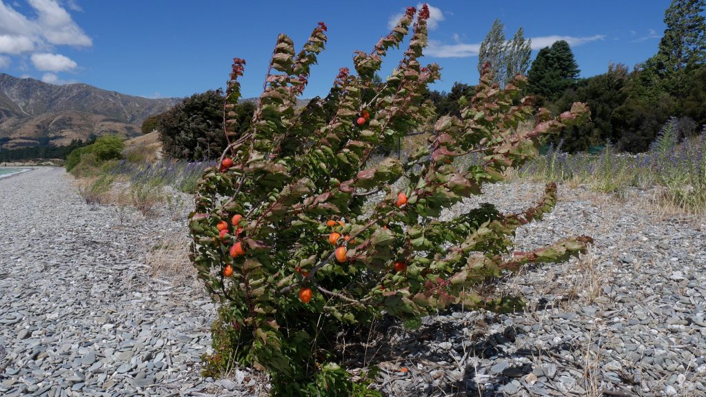 Un abricotier sur la plage