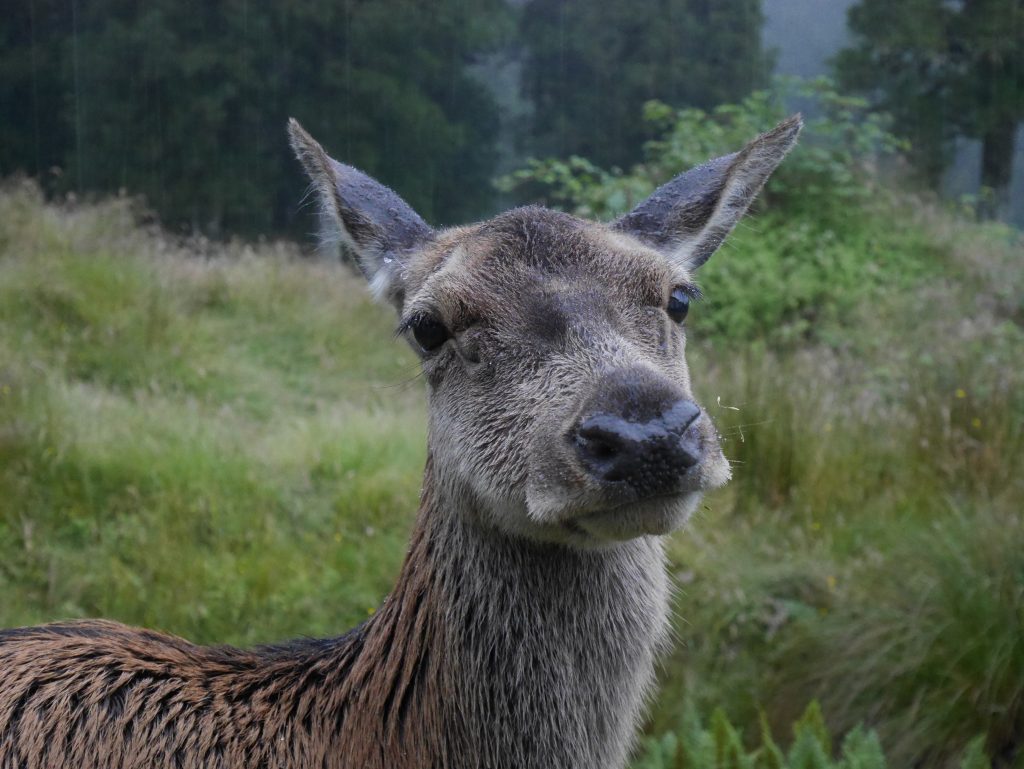 Une biche peu farouche