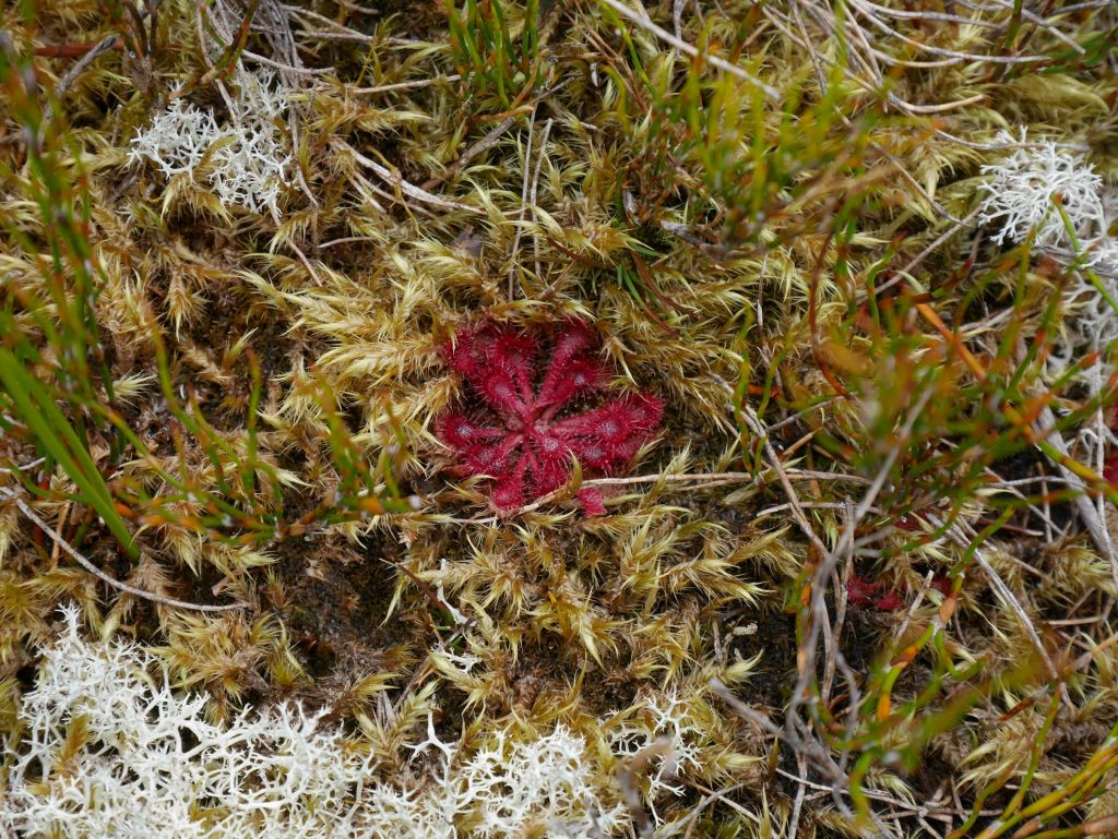 Une plante carnivore