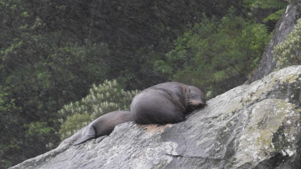 Lion de mer au repos