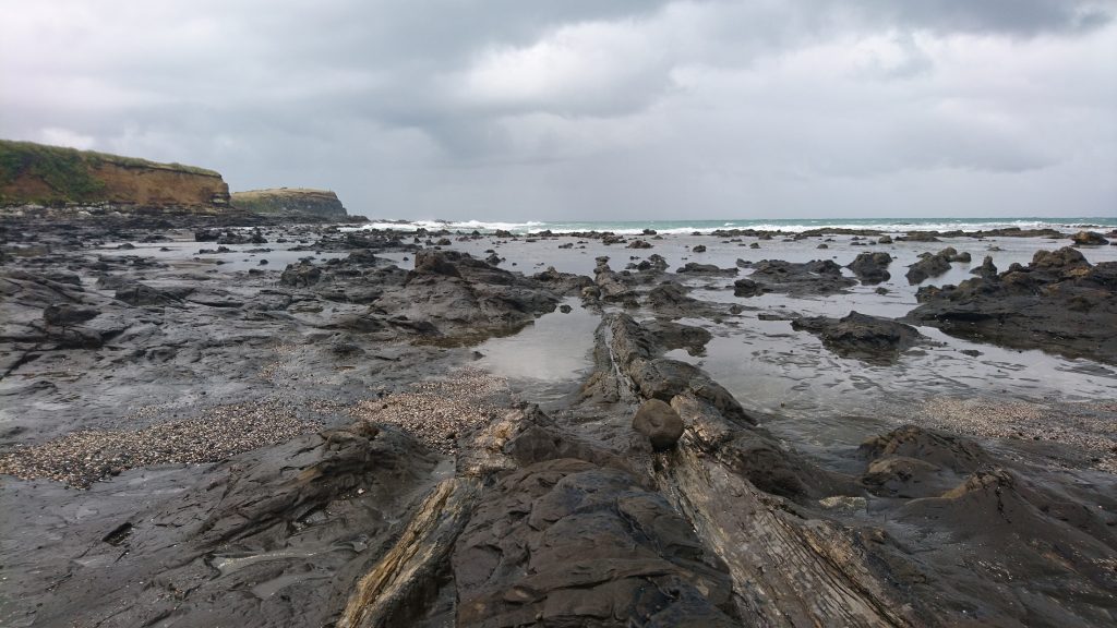 Les arbres pétrifiés