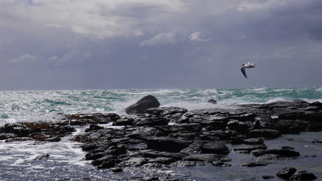 Sternes au soleil couchant