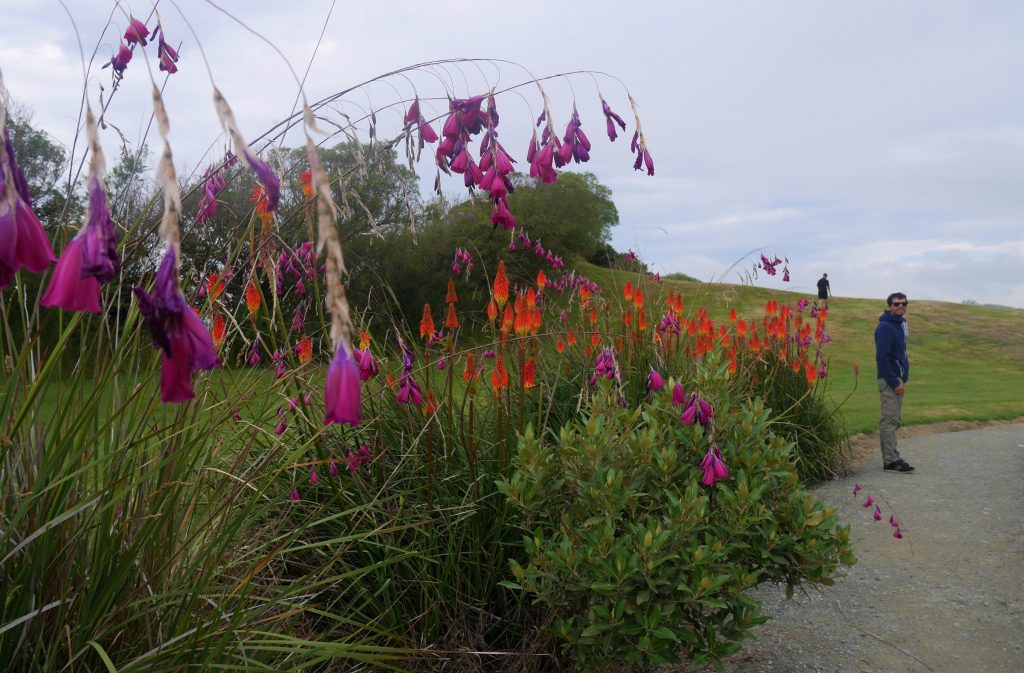 Fleurs sur le chemin du retour