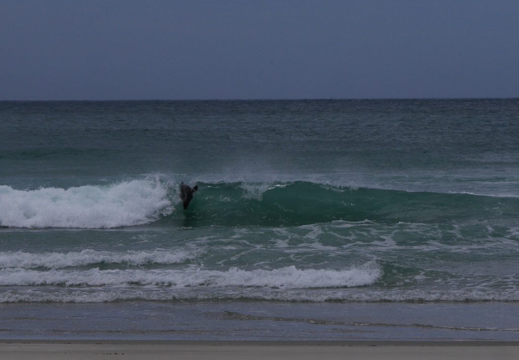 Lion de mer dans les vagues