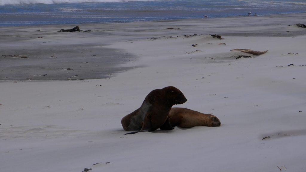 Lions de mer au repos