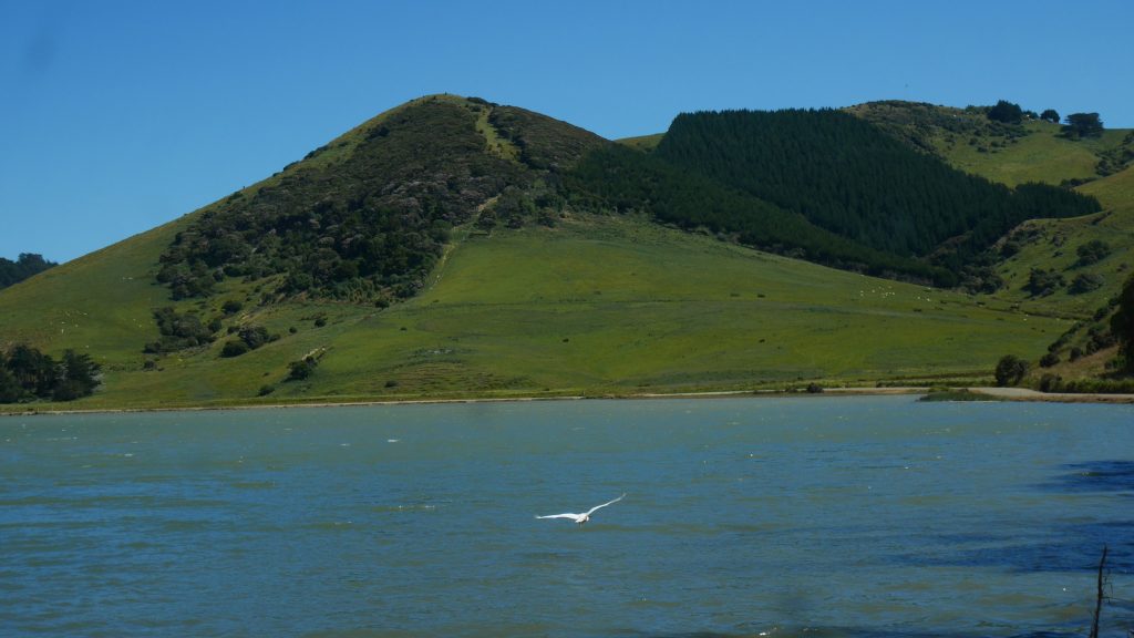 Une spatule qui s'éloigne