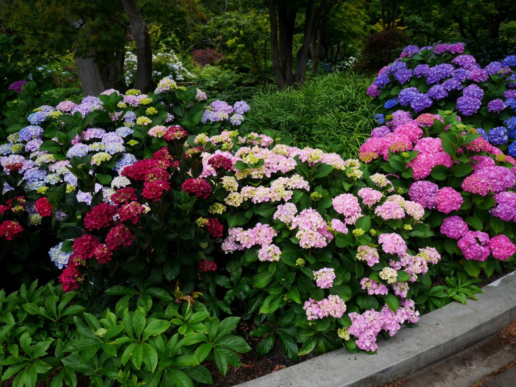 christchurch-hortensia