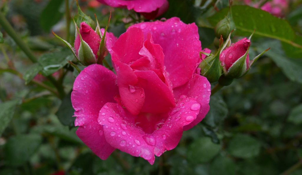 Rose sous la pluie