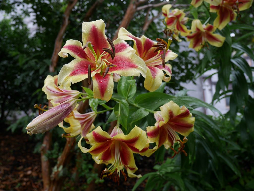 nelson-lakes-j2-fleurs